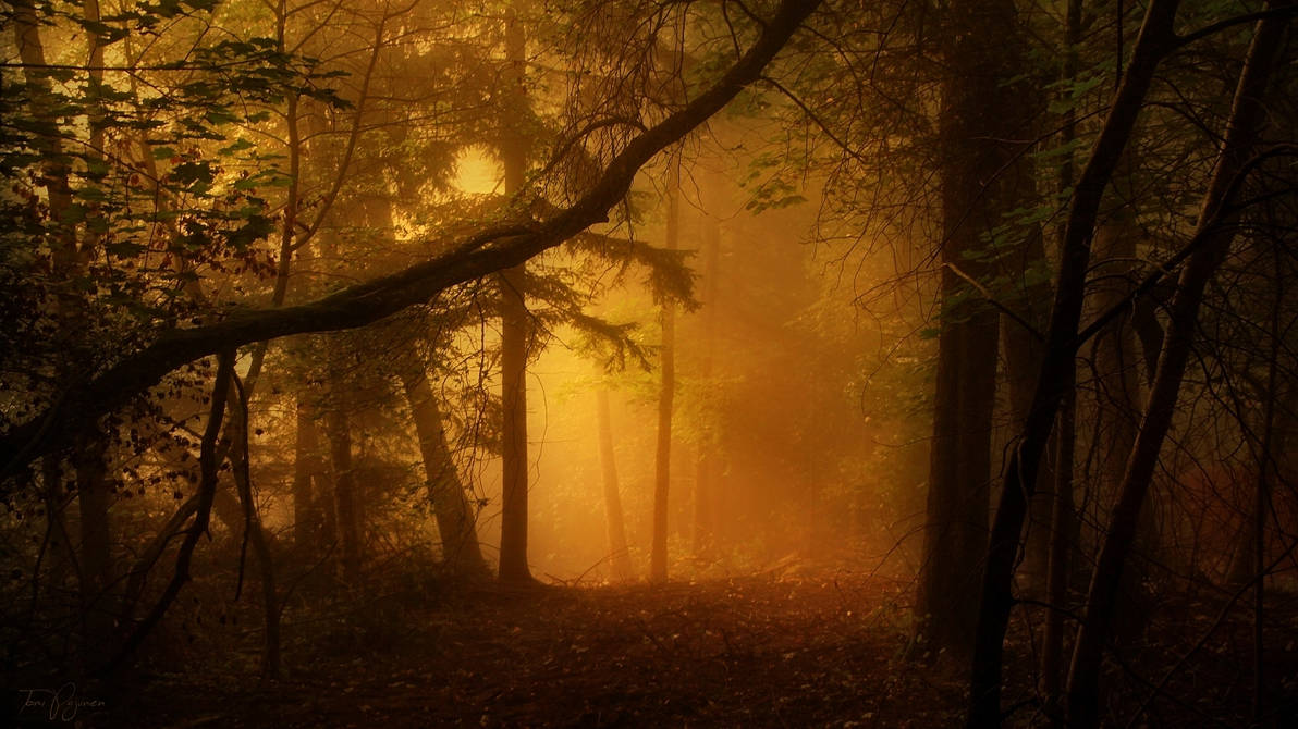 Light through the trees